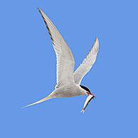 Arctic tern (Sterna paradisaea) flying with fish prey in beak against blue sky